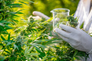Rolling forward: Cannabis reform takes a new turn