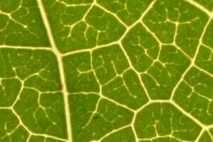 Green claims under scrutiny in Italy:  Stricter rules and rising litigation risks for businesses